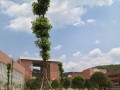 貴定第一中學2025年學費、收費多少