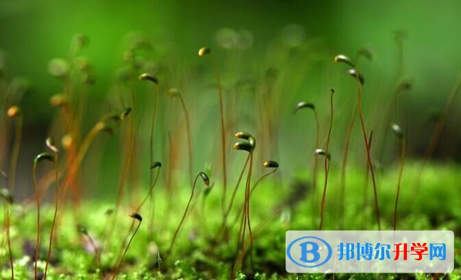 西安中考成績查詢方法