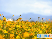 2020年巴中中考網(wǎng)絡(luò)應(yīng)用服務(wù)平臺登錄