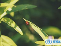 2020年達(dá)州中考準(zhǔn)考證信息
