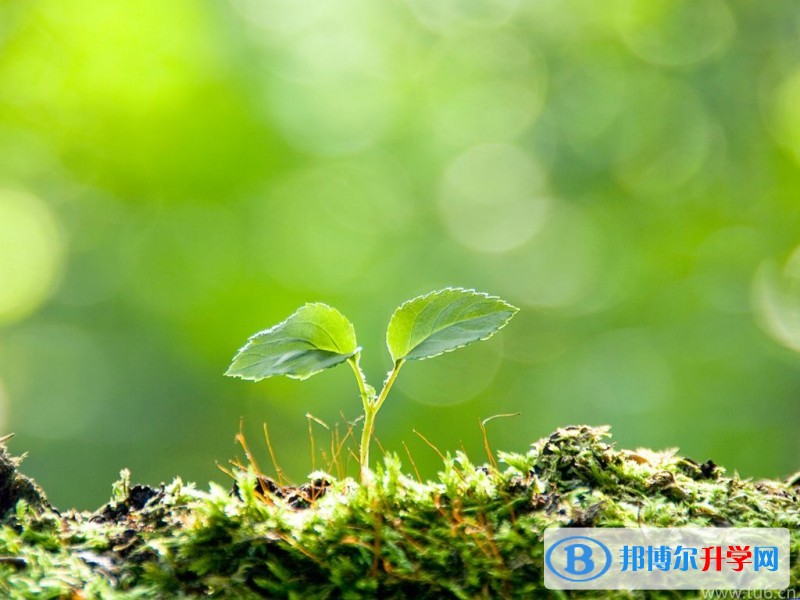 2020年內(nèi)江中考自主招生成績