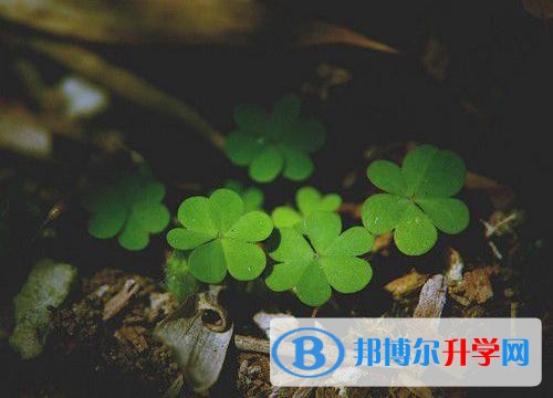 2020年內江怎么寫中考自薦書