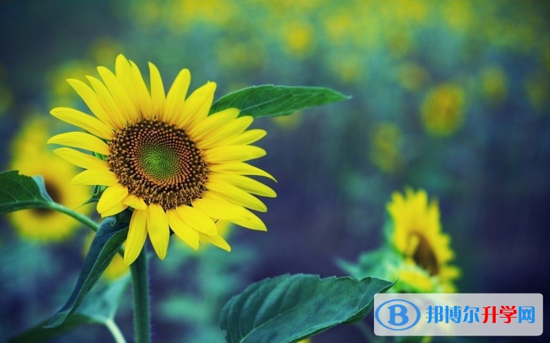 2020年自貢中考成績(jī)什么時(shí)間知道