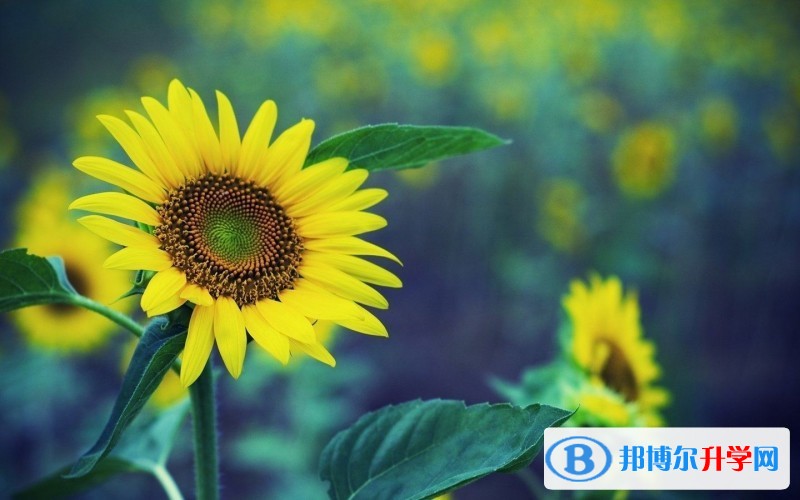 2020年樂山中考成績?cè)谀睦锊樵? width=