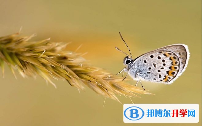 2020年樂(lè)山中考的規(guī)則