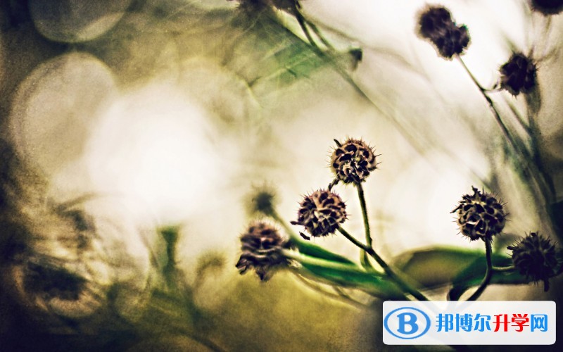 2020年樂(lè)山中考后的出路