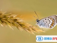 2020年樂山中考的規(guī)則