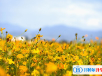 2020年樂山中考重點線是多少