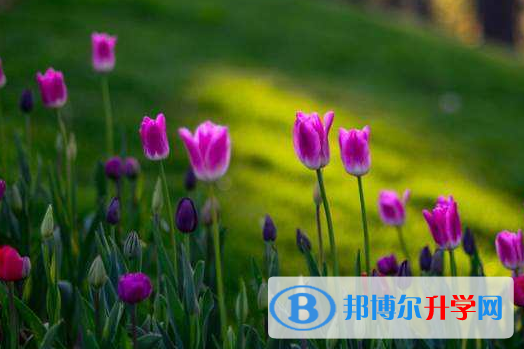  2020年畢節中考招生線