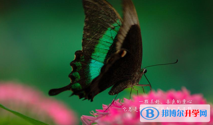  2020年畢節中考是不是錄取線最高的