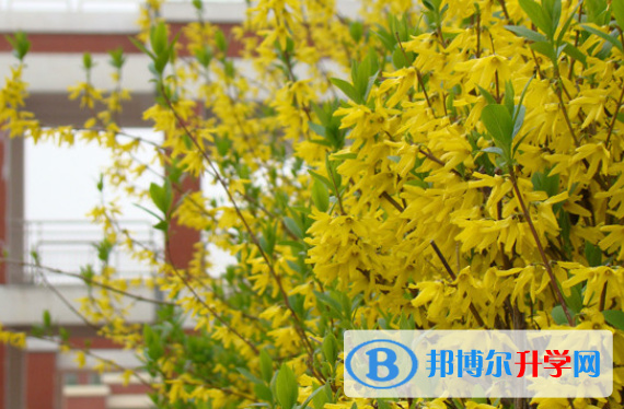 合肥世界外國(guó)語(yǔ)學(xué)校2020年招生計(jì)劃