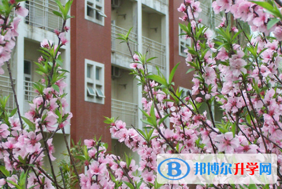 合肥世界外國語學校2020年報名條件、招生要求、招生對象