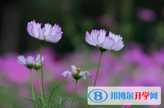  2020年玉溪中考準考證丟了怎么辦