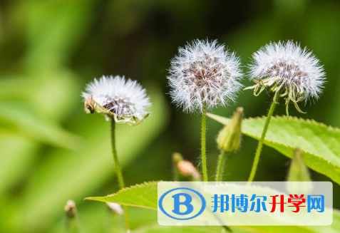 2020年玉溪中考重點復習