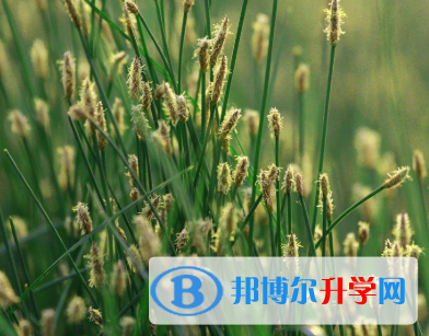 2020年玉溪中考體考標準
