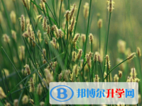 2020年玉溪中考體考標準