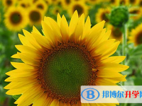 2020年玉溪孩子因病錯過中考怎么辦