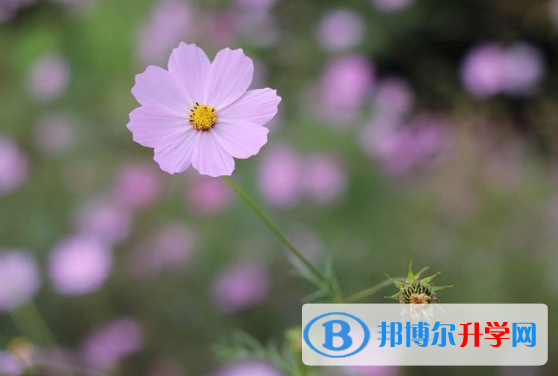  2020年麗江中考網上志愿如何打印