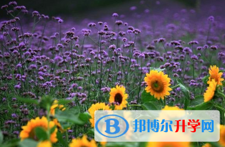 2021年寶雞中考報(bào)名號(hào)