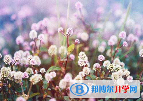2021年寶雞怎么寫中考自薦書