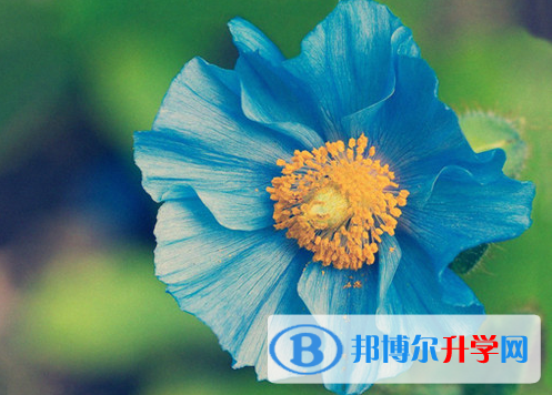 2021年大理如何查詢中考錄取結果