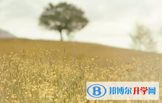 2021年大理考起重高的人數