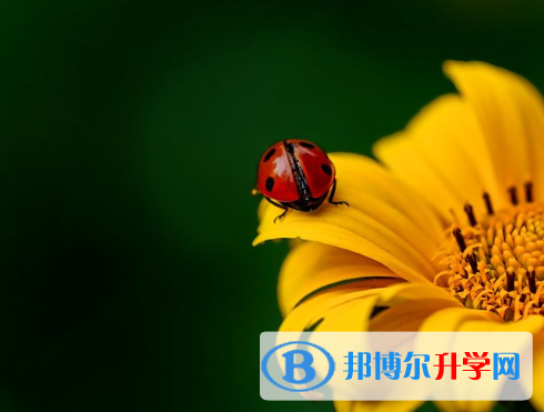 2021年迪慶中考查詢系統