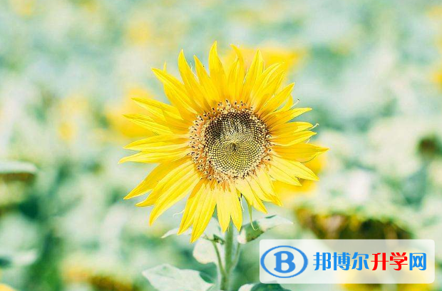2021年廣安中考可以報哪些學校