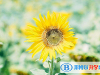 2021年廣安中考可以報哪些學(xué)校