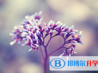 2021年廣安中考網(wǎng)上報(bào)考信息平臺(tái)