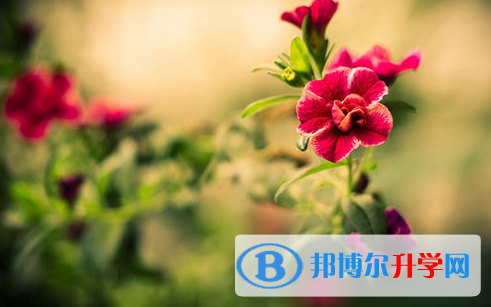 2021年廣安中考網絡登錄