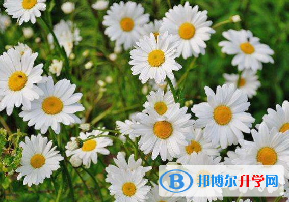 2021年廣元中考網絡服務平臺