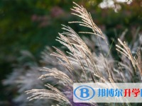 2021資陽查詢中考成績上哪個網站