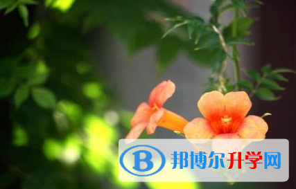 2021年資陽中考查詢網址