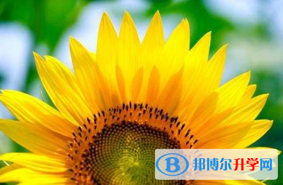 2021年廣元中考線預測