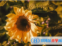 2021年阿壩中考錄取報名網