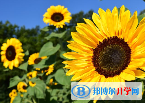 2021年阿壩中考填志愿的網站