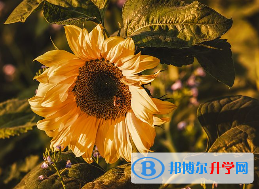 2021年甘孜中考孩子的營(yíng)養(yǎng)餐