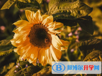 2021年甘孜中考孩子的營養(yǎng)餐