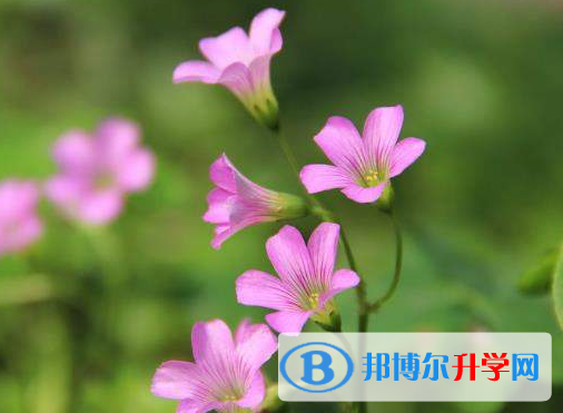 2021年阿壩今年中考統招線包括哪些區域
