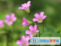 2021年阿壩今年中考統招線包括哪些區域