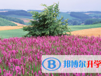 2021年宜賓優志愿中考版