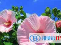 2021年涼山中考后可以上什么學校