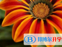 2021年涼山中考453可以讀哪些學校