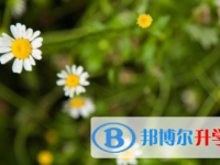 2021年涼山中考372可以讀的學校
