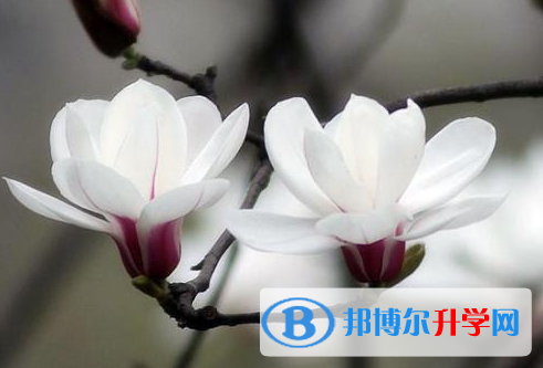 2021年渭南各個(gè)學(xué)校中考錄取線