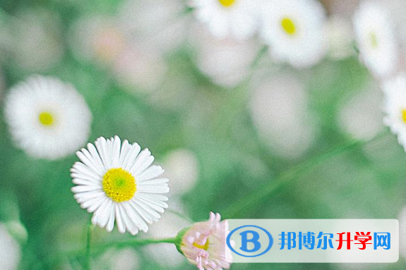 重慶中考填志愿統招和調劑