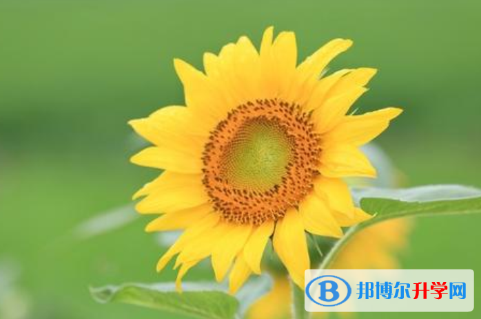 重慶中考志愿填報(bào)