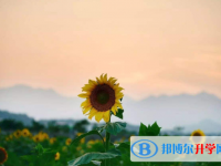 成都中考報名是哪個網站