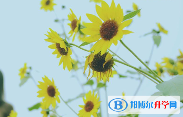 成都中考報名網址